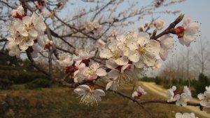 梅花已謝杏花新