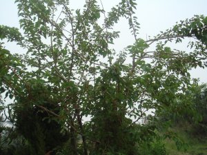 采摘節(jié)之桑葚爭鋒